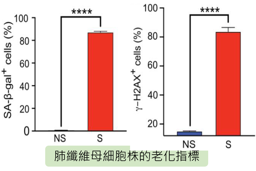 肺纖維母細胞株的老化指標