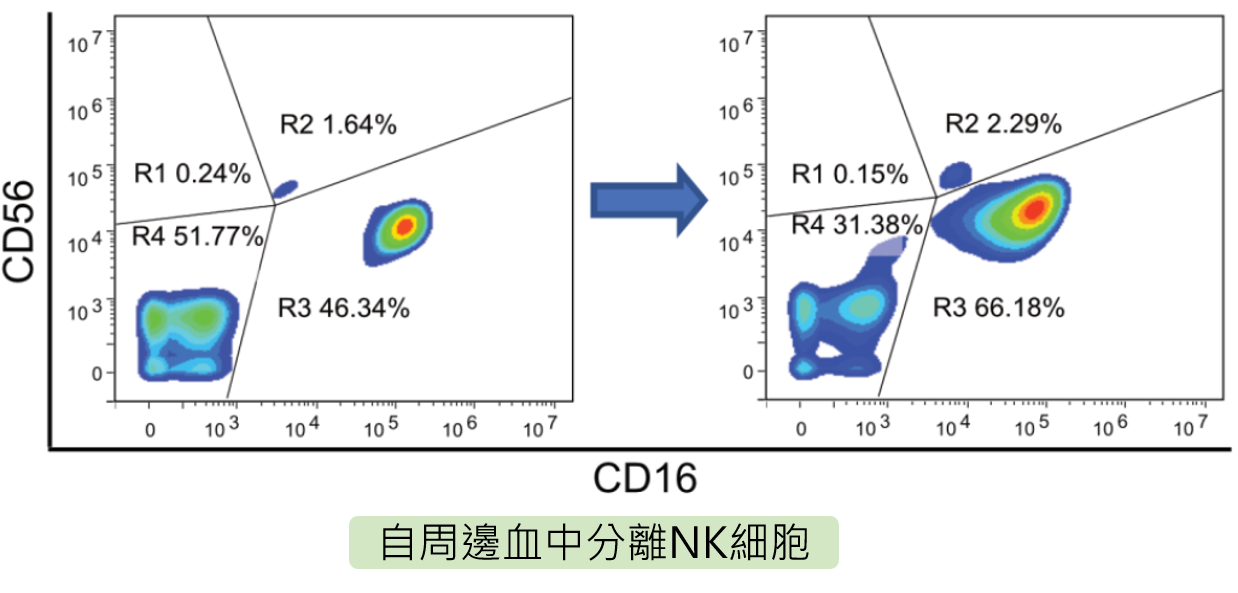 自周邊血中分離NK細胞