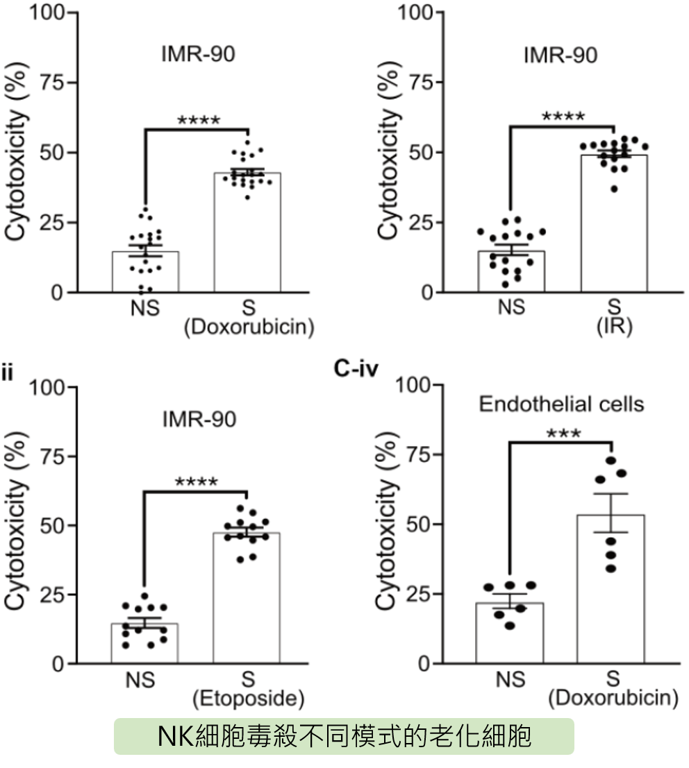 NK細胞毒殺不同模式的老化細胞