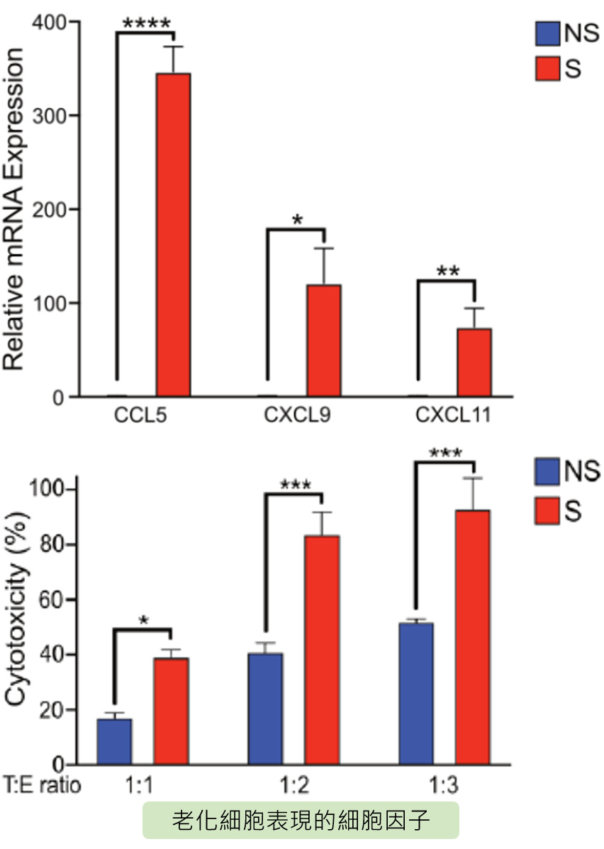 老化細胞表現的細胞因子