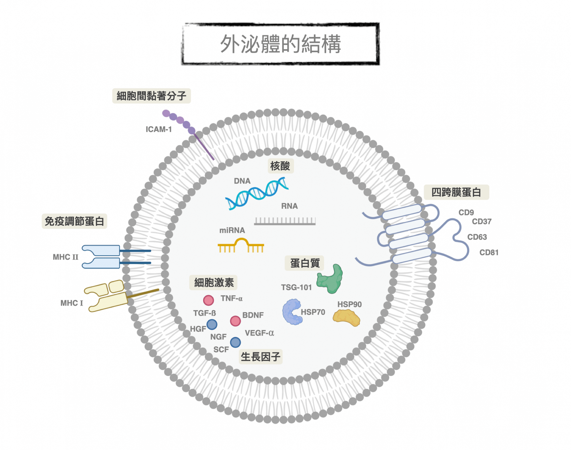 外泌體的結構