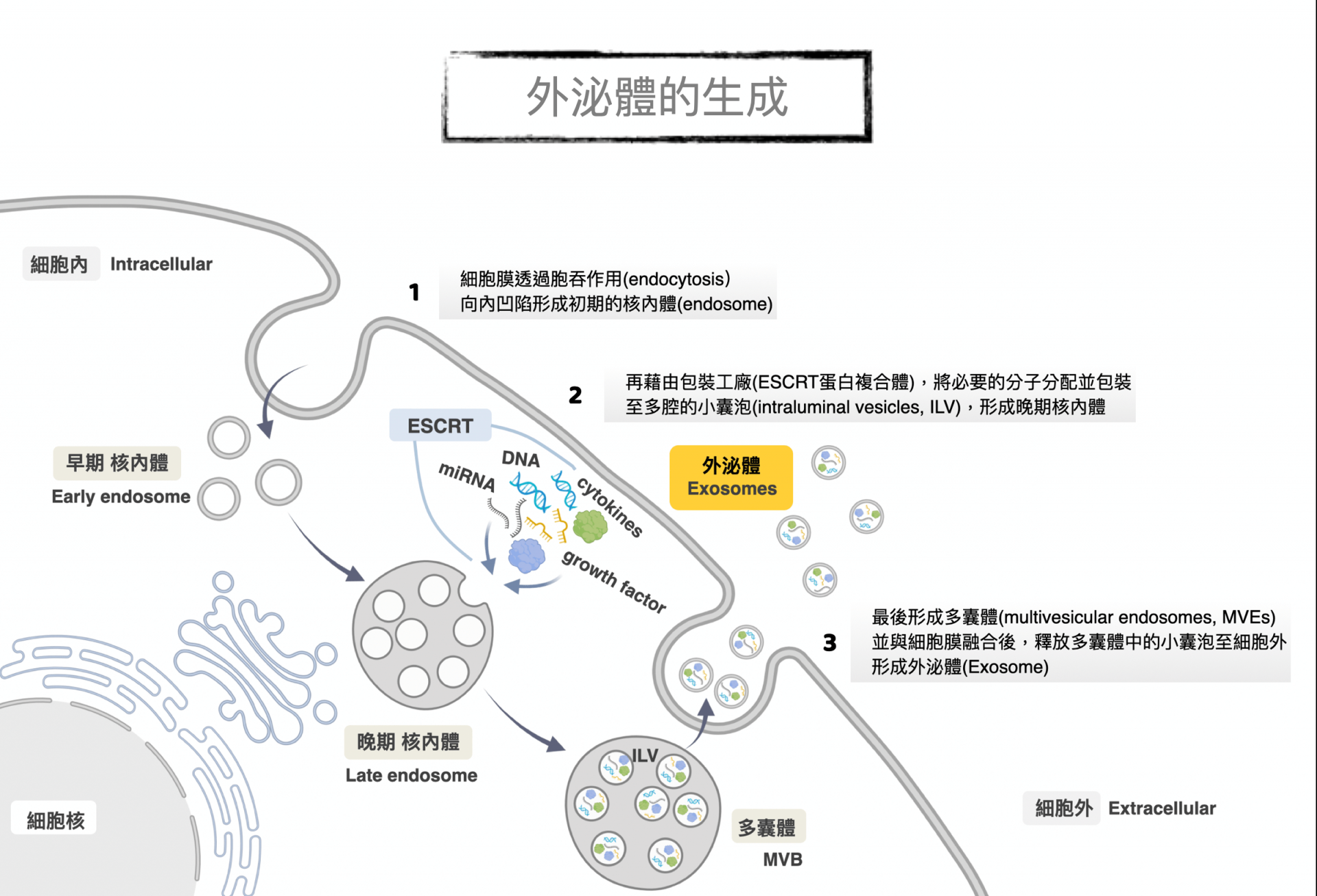 外泌體是如何產生？