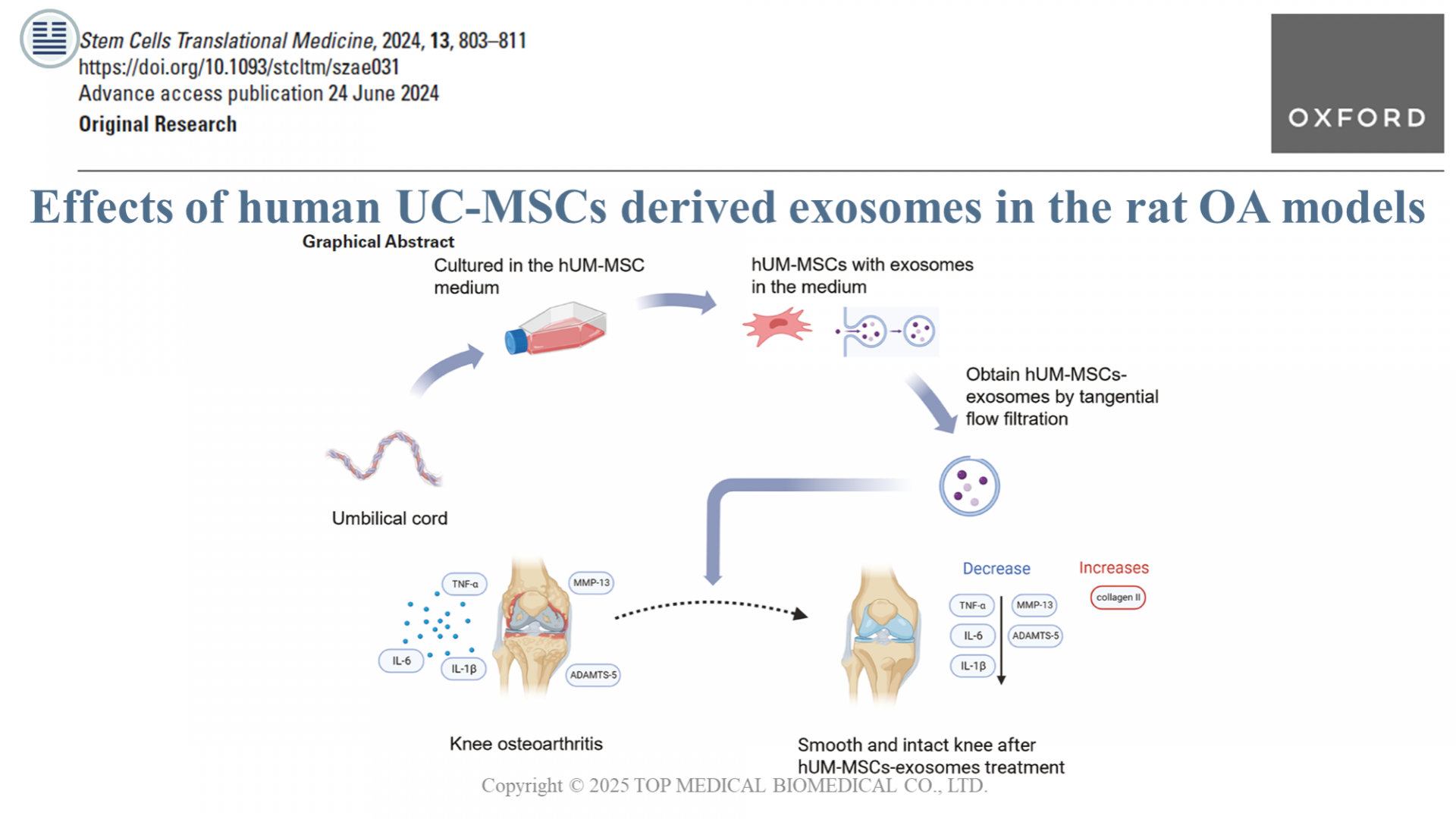 2024, Effects Of Human Umbilical Cord Mesenchymal Stem Cell Derived Exosomes in the Rat Osteoarthritis Models (人類臍帶間質幹細胞衍生外泌體對大鼠骨關節炎模型的作用)