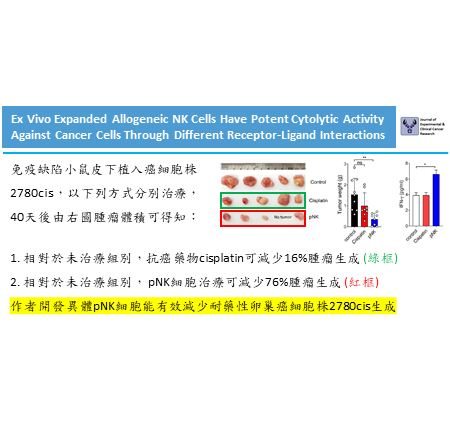 體外擴增異體NK細胞可透過不同受體配體的交互作用達到毒殺癌細胞的作用