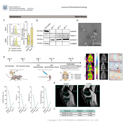 臨床級臍帶間質幹細胞外泌體之臨床前與首次人體試驗：用於膝關節炎之關節內治療